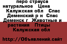 перо страуса натуральное › Цена ­ 100 - Калужская обл., Спас-Деменский р-н, Спас-Деменск г. Животные и растения » Птицы   . Калужская обл.
